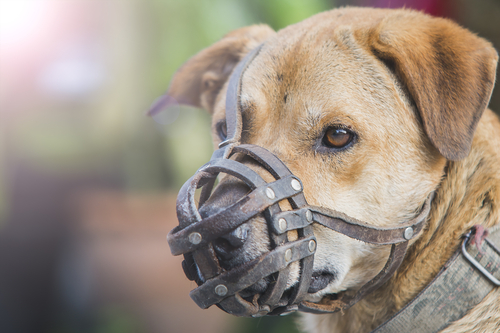 Dog With Muzzle